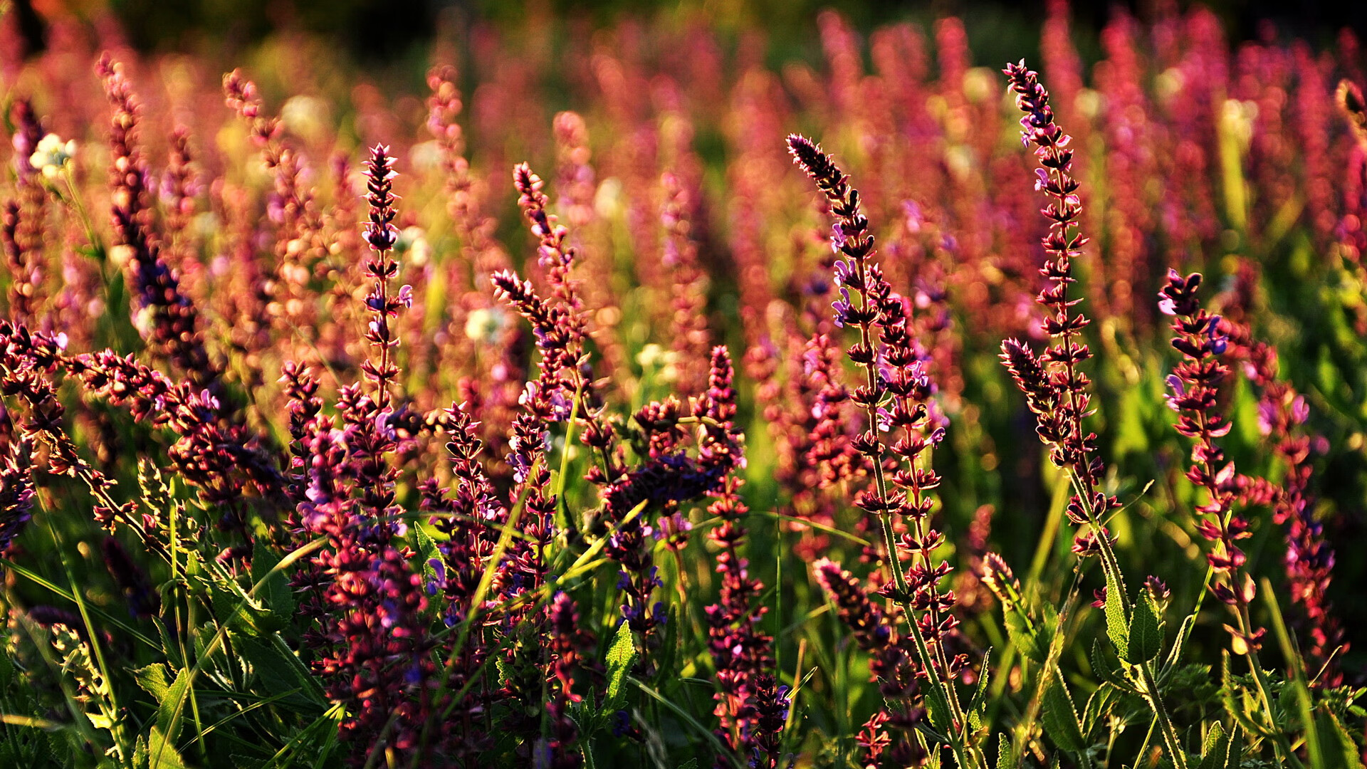 “青少年足球比赛精彩纷呈，未来之星纷纷亮相”，2020青少年足球比赛