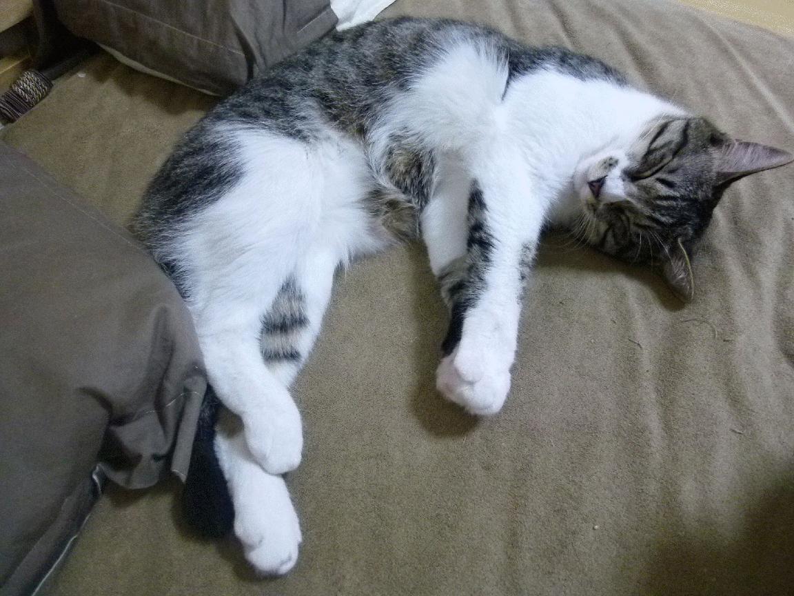 【未来棒球】科技引领，传统比赛向“快节奏”迈进！，棒球未来社区2期