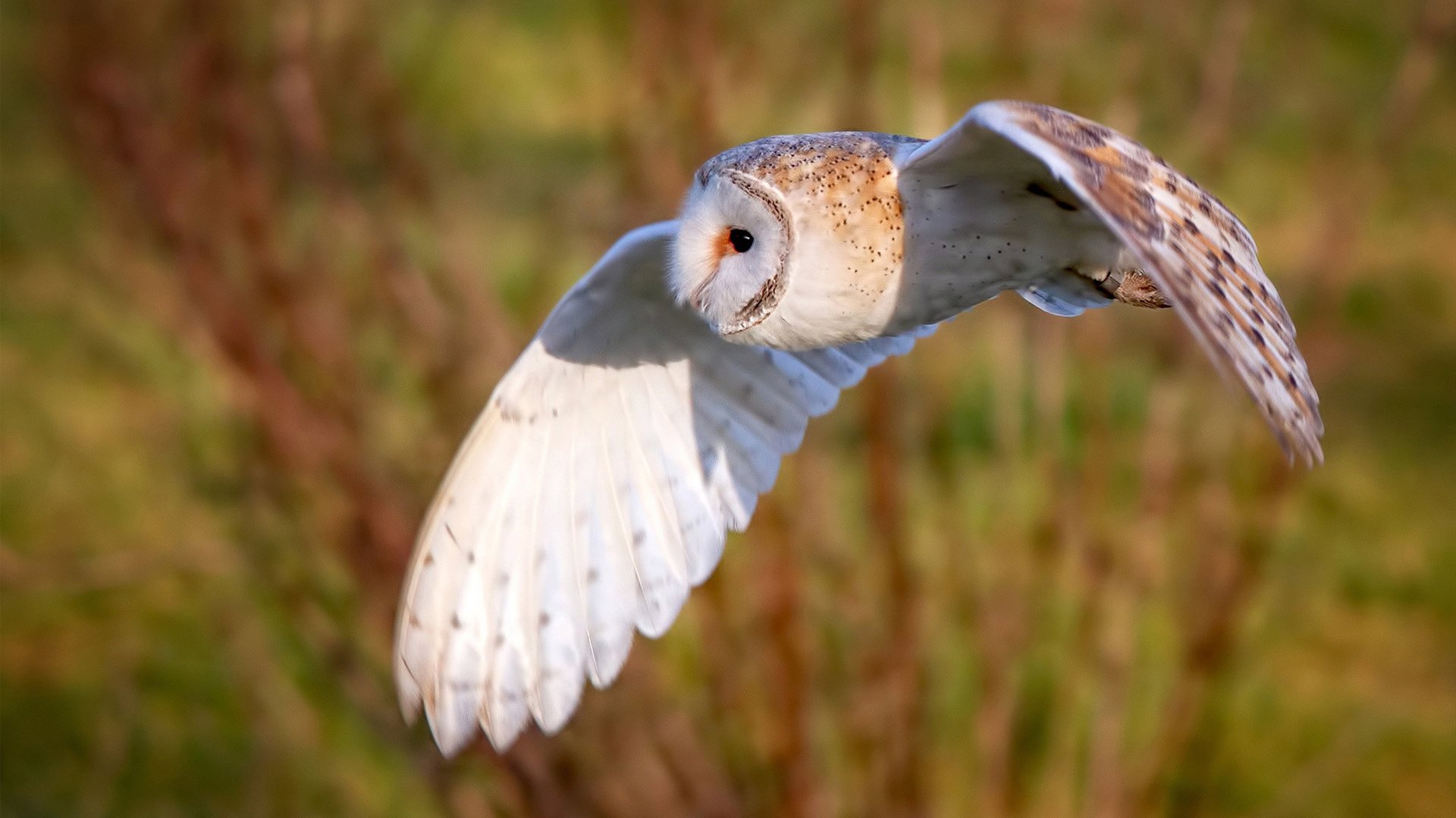 “西甲积分战：谁能笑到最后？”，西甲积分榜最新情况